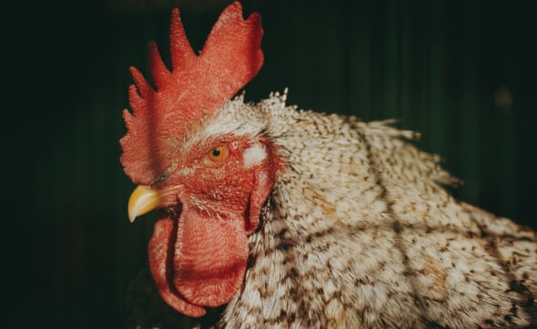 cockrel-in-a-cage-looking-serious