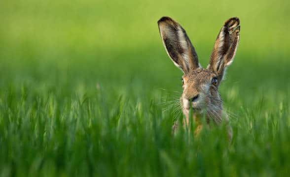 An hare is sitting in the tall grass and possibly hiding from a hunter.