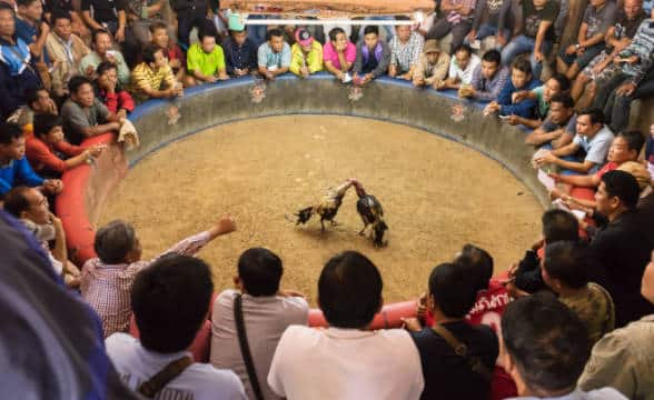 Crowd watching a cockfighting game in the Philippines.