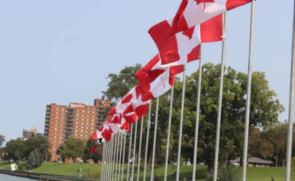 Canadian flags on poles in a park in Ontario, Canada.