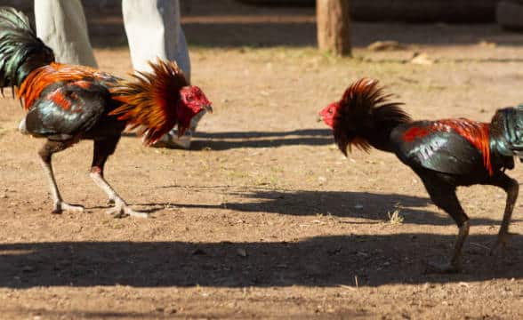 Two cockrels fighting.