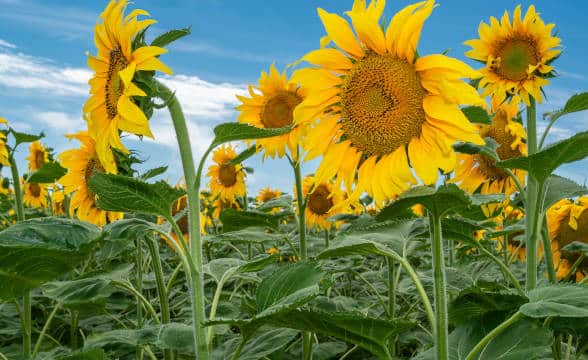 Sunflowers in a Nebraskan field.