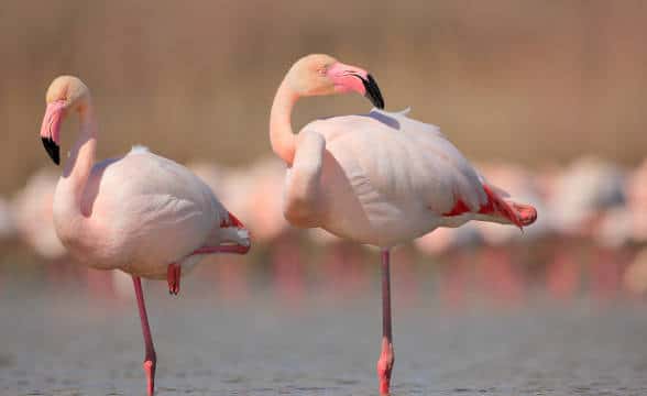 Pink Flamingos in a lake.