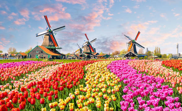 The iconic tulip and colorful fields in the Netherlands shot against a background of the sky and windmills.