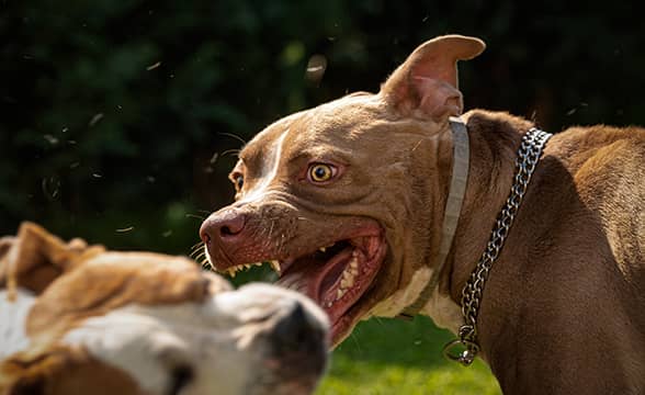 Two dogs fighting