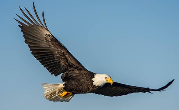 A bald eagle flies in the sky