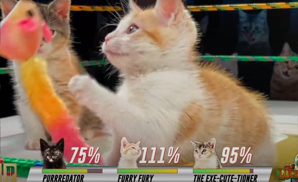 2022 Lucha Kitty World Cuteness Qualifier ad