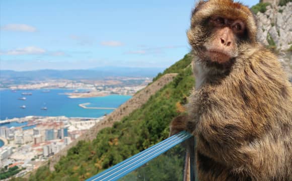 Monkey sitting on the rock of Gibraltar