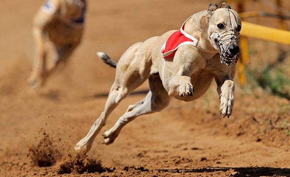 A photo from a greyhound racing event