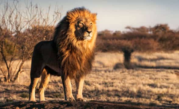 Africa lion's Savannah.