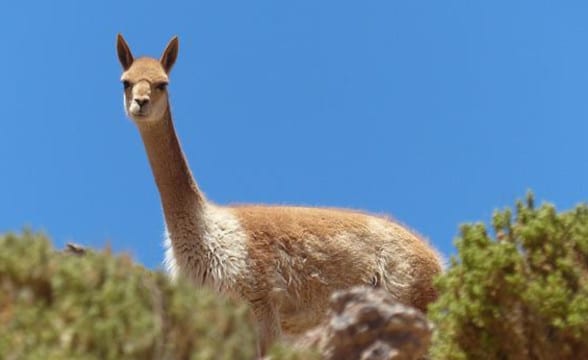 Endorphina ganó el primer título con Ladamvin en Chile