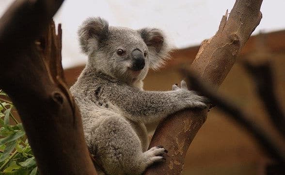 A Koala panda in a tree.