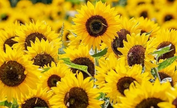 Sunflower fields in Kansas.