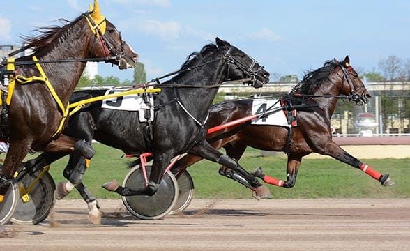 A harness racing event in motion