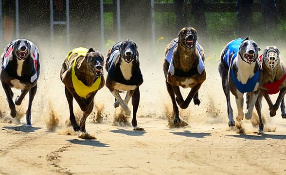 Greyhounds race