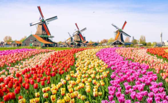 Landscape with tulips, traditional Dutch windmills and houses near the canal in Zaanse Schans, Netherlands, Europe