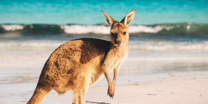 Australia and Kangaroo jumping around.