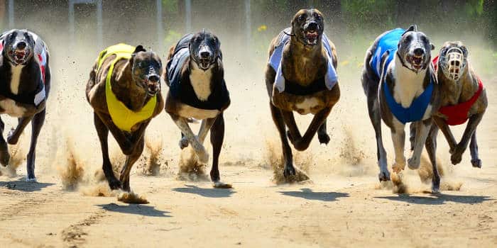 Greyhound racing race in progress.