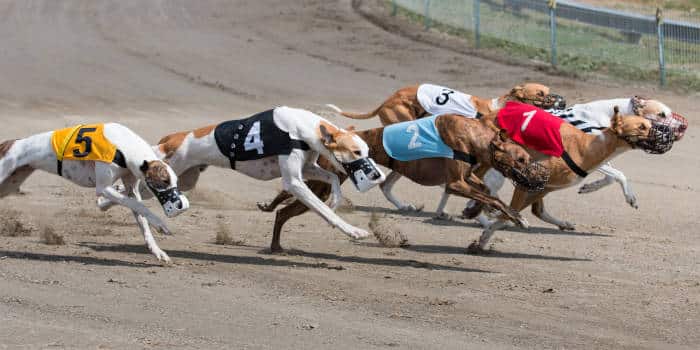 Greyhound racing and sports.