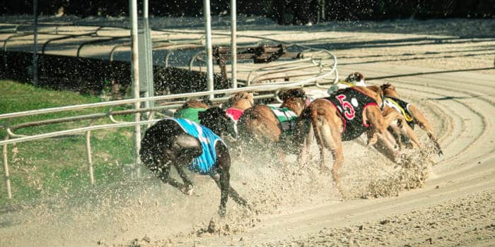 Greyhound racing's stock photo.