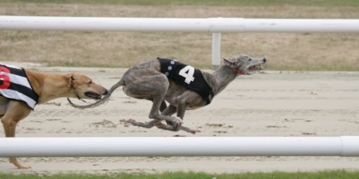 Greyhounds racing on a racetrack