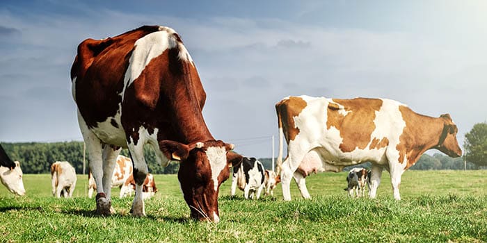 Several cows graze on a field