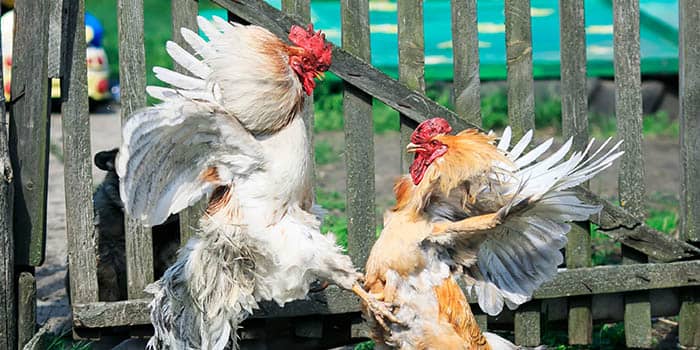 Two cockrels fighting.