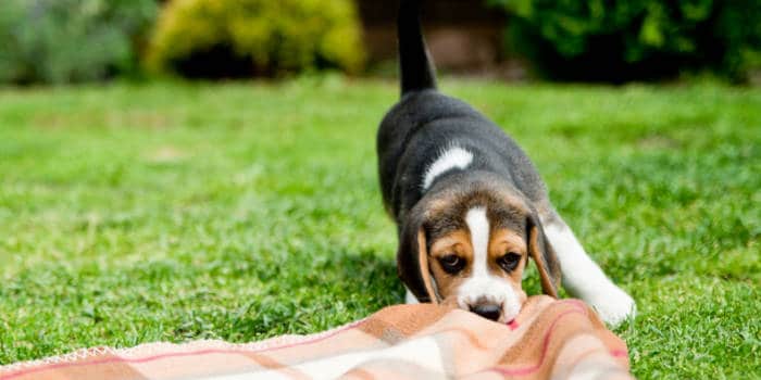 A dog pulling the rug from under a person.