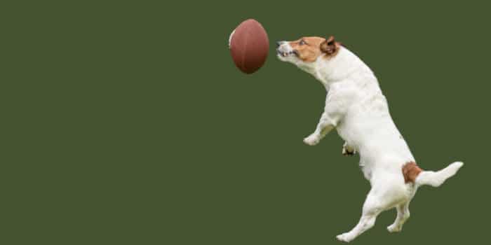 A dog jumping to meet a ball.