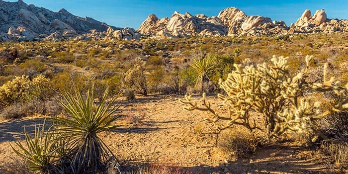 Mojave Desert photo