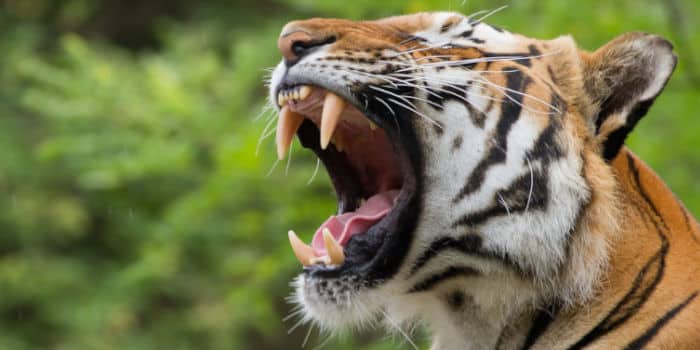 A close up photo of a tiger yawning.