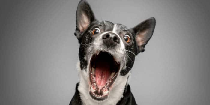 A dog looking very surprised at the camera.