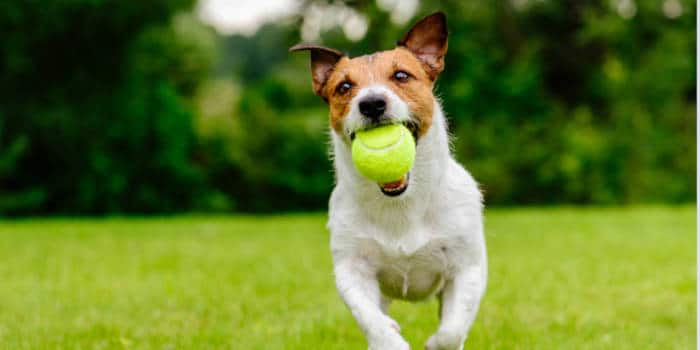 A puppy carrying a tennis ball.