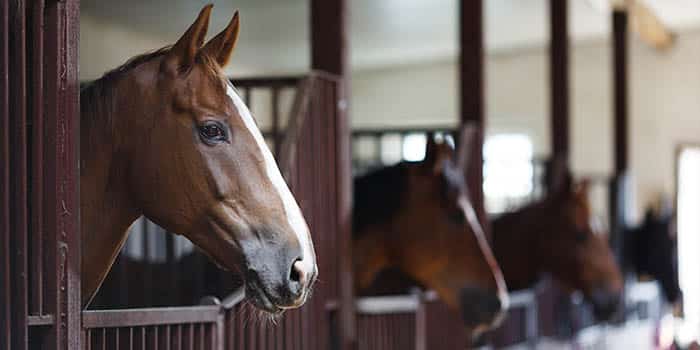 Horses in a stable