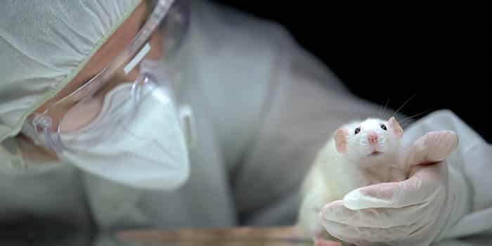 A scientist examines a rat