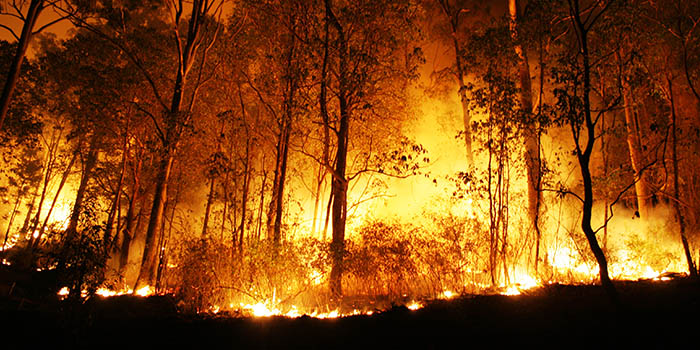 A forest fire photo