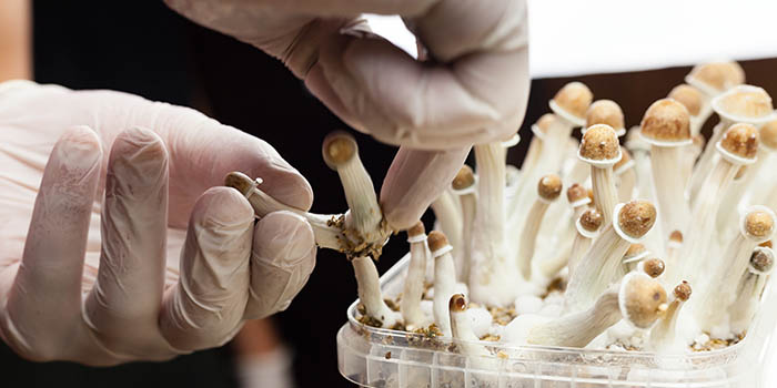 A professional picks psychedelic mushrooms