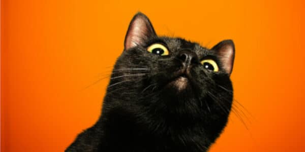 news-a-black-cat