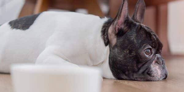 sad-french-bulldog-generic-news