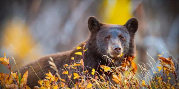 bear-alberta