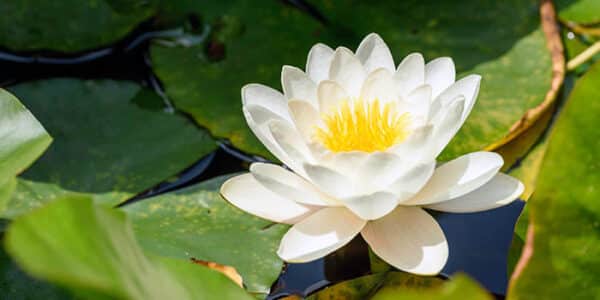 white-lotus-environment-news