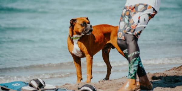 dog-surfing