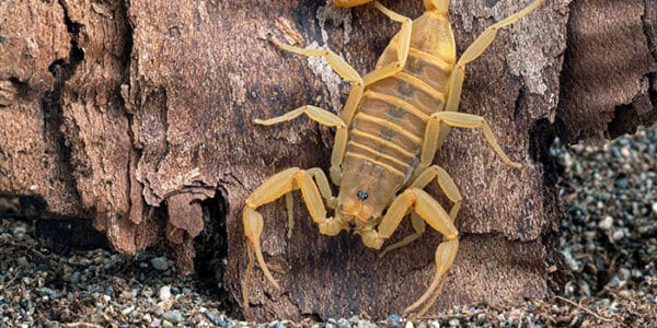 arizona-bark-scorpion-2-news