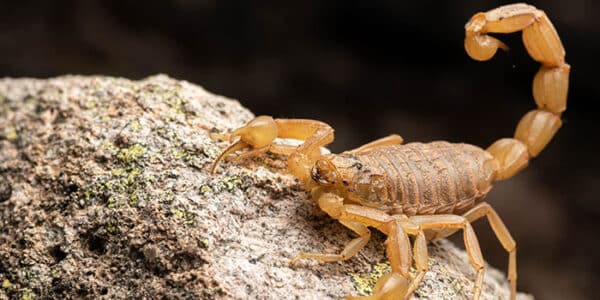 arizona-scorpion-news