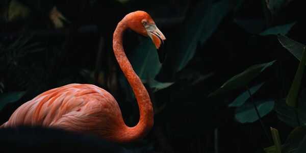 flamingo-bird-news