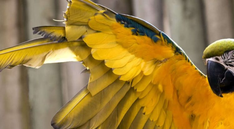 Kentucky's online poker wings have been clipped.