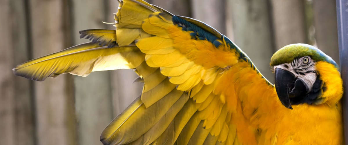 Wings of Kentucky's Online Poker Clipped for Now