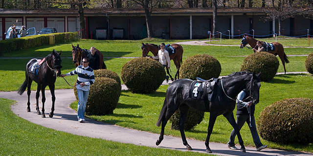 Horses at the horse track.